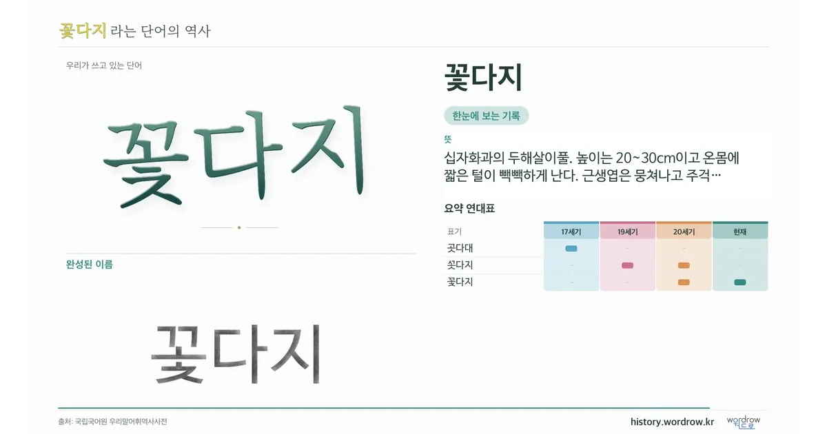 꽃다지 대표 이미지