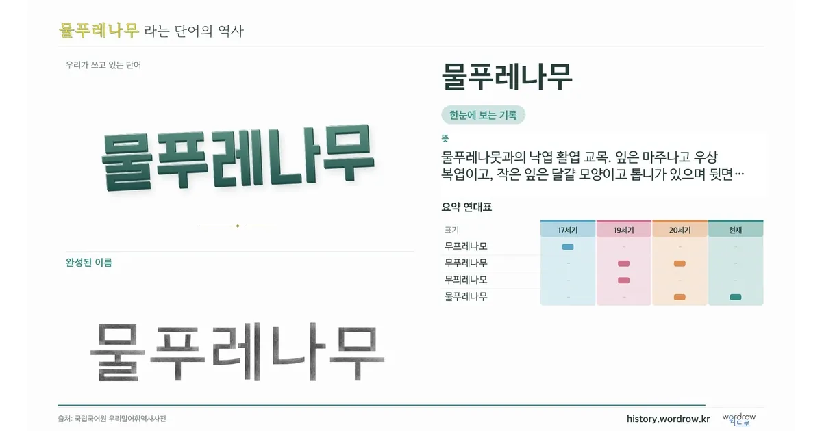 물푸레나무 대표 이미지