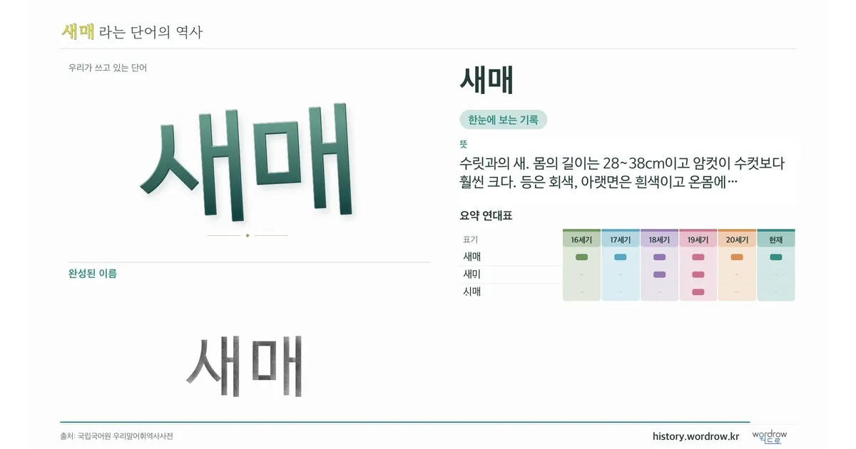새매 대표 이미지