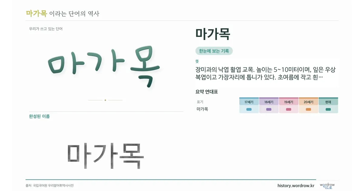 마가목 대표 이미지