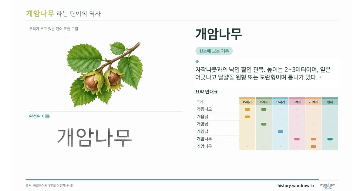 개암나무 대표 이미지