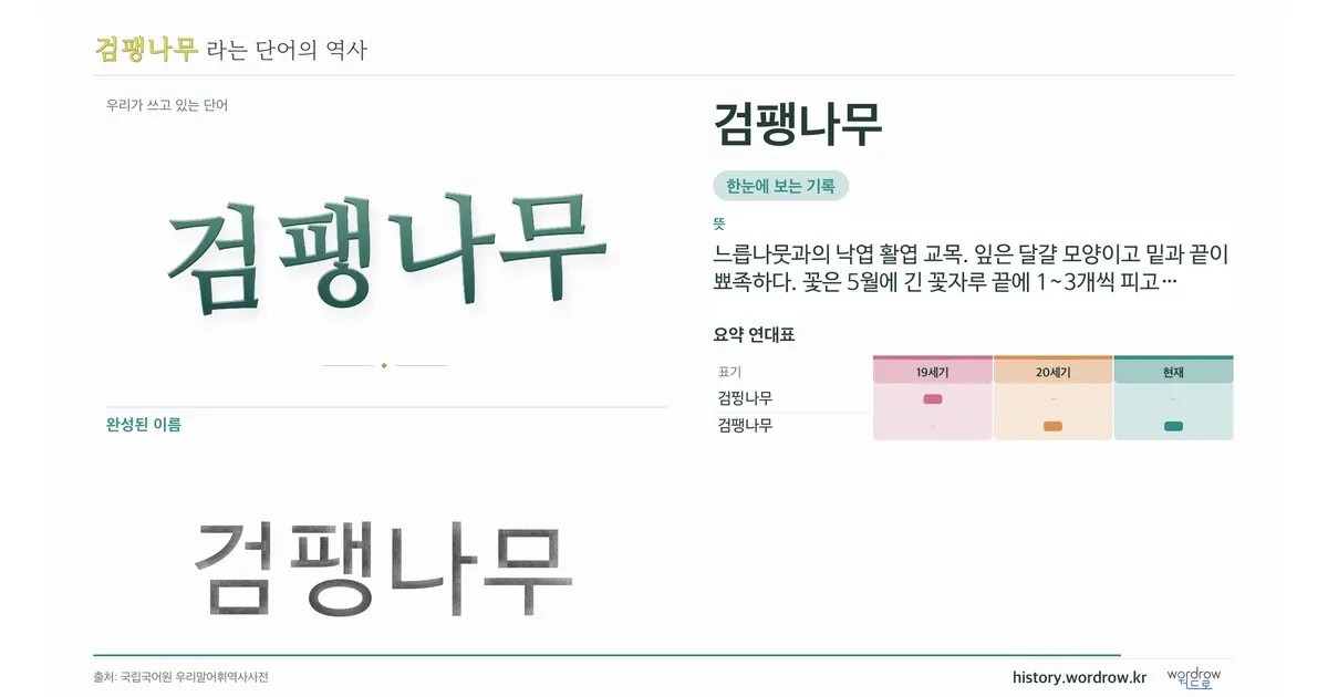 검팽나무 대표 이미지