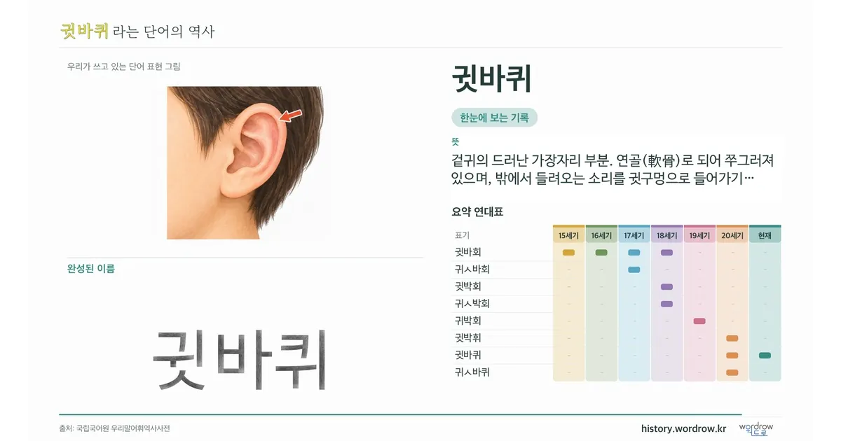 귓바퀴 대표 이미지