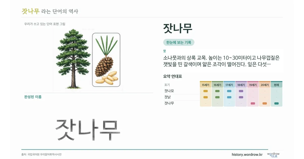 잣나무 대표 이미지