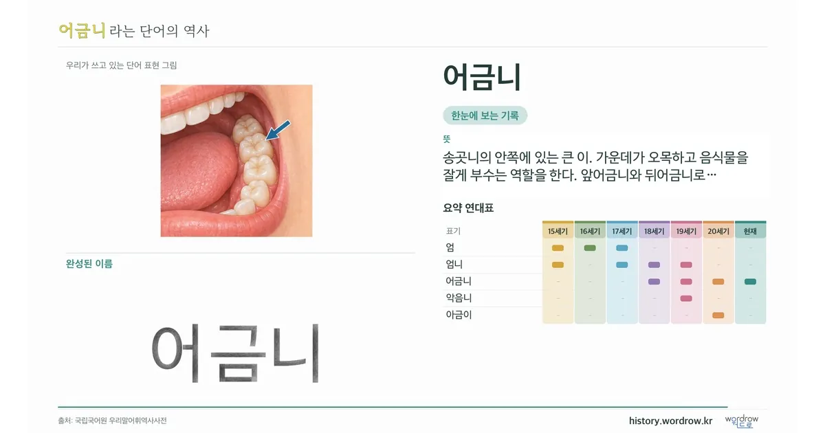 어금니 대표 이미지