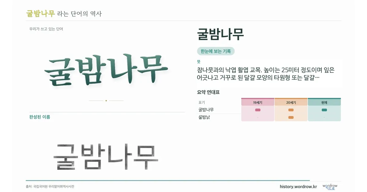 굴밤나무 대표 이미지
