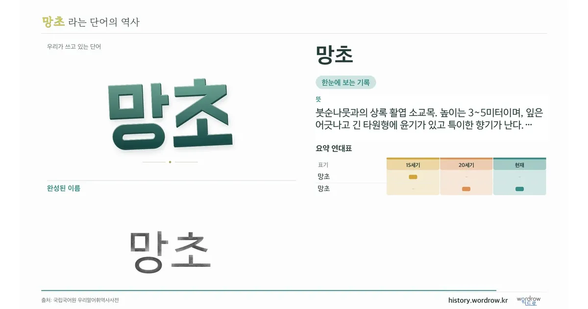 망초 대표 이미지