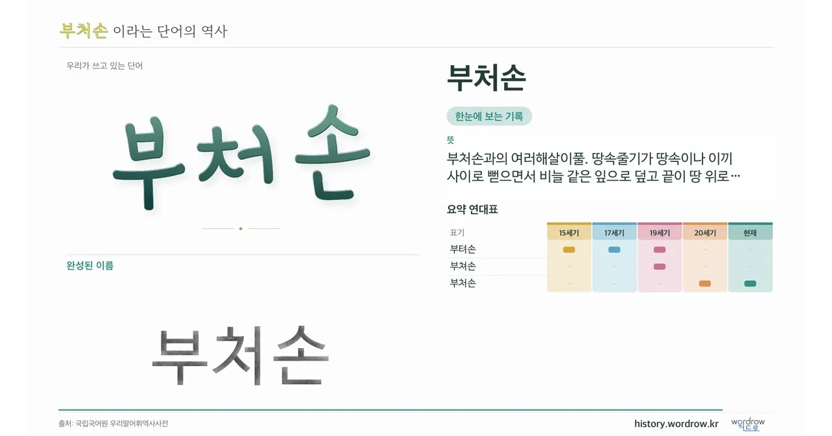 부처손 대표 이미지