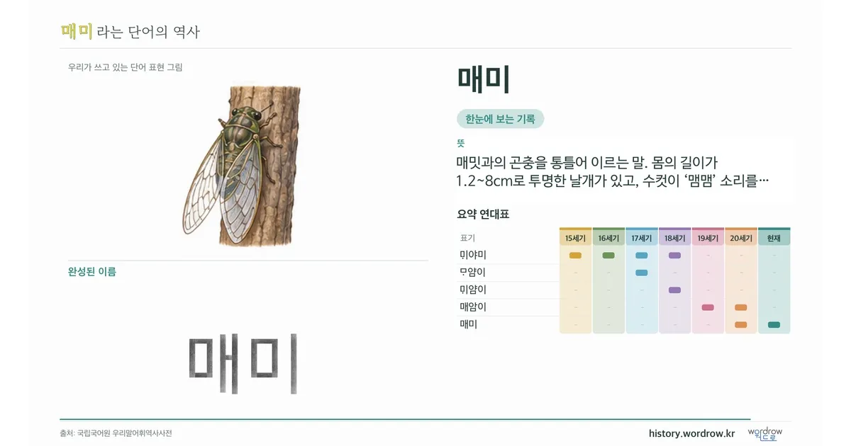 매미 대표 이미지