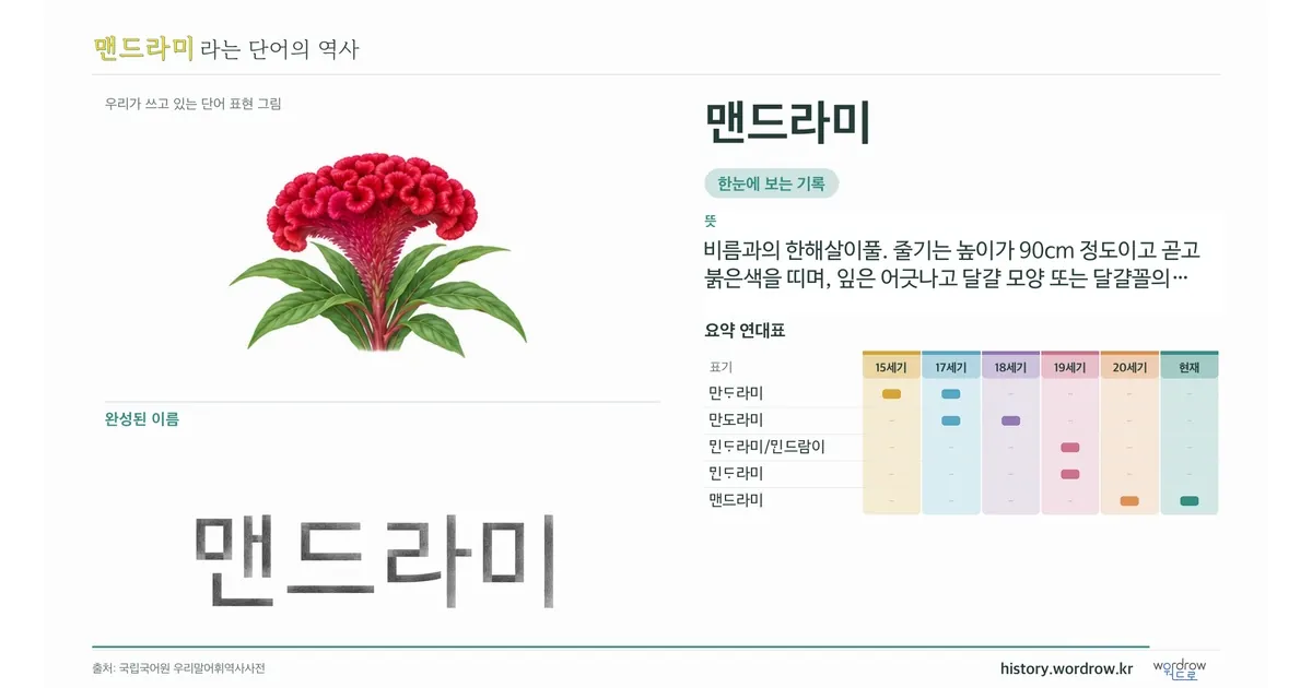 맨드라미 대표 이미지