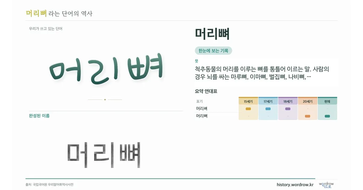 머리뼈 대표 이미지