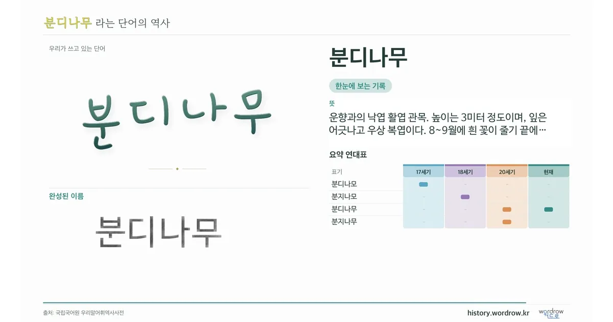 분디나무 대표 이미지
