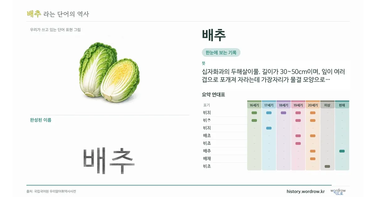 배추 대표 이미지