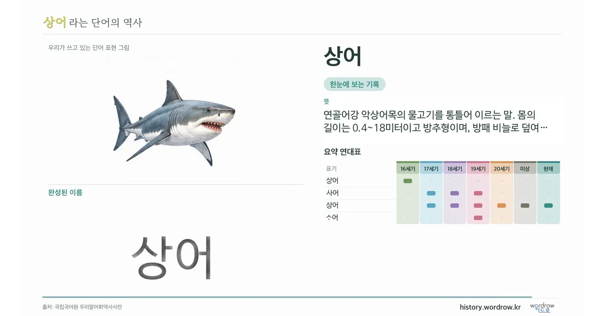 상어 대표 이미지