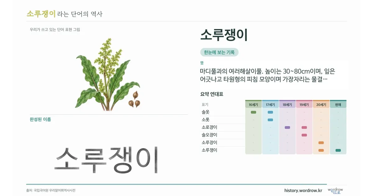 소루쟁이 대표 이미지