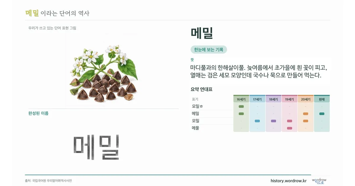 메밀 대표 이미지