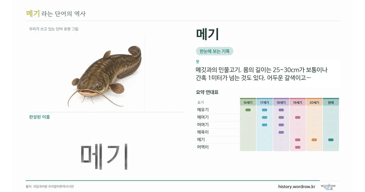 메기 대표 이미지