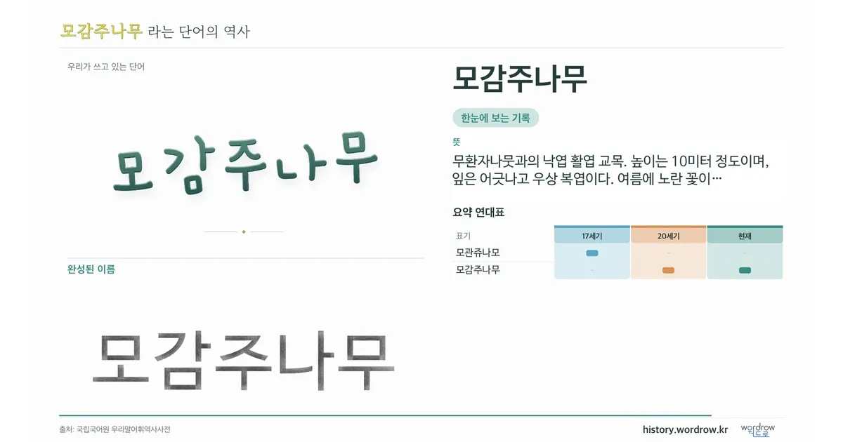 모감주나무 대표 이미지