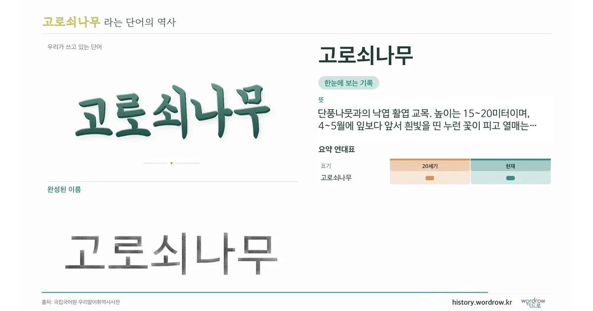 고로쇠나무 대표 이미지
