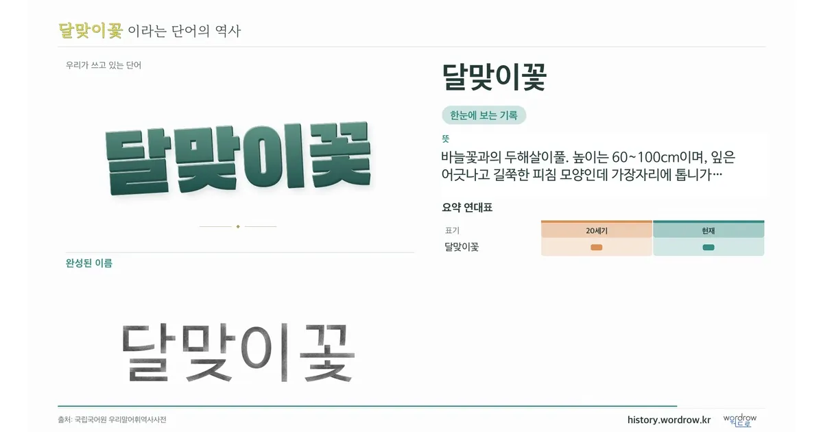 달맞이꽃 대표 이미지