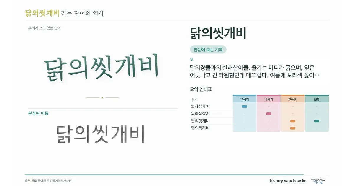 닭의씻개비 대표 이미지