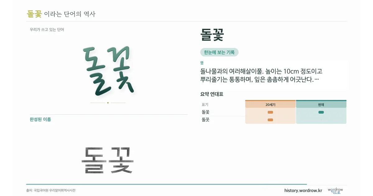 돌꽃 대표 이미지