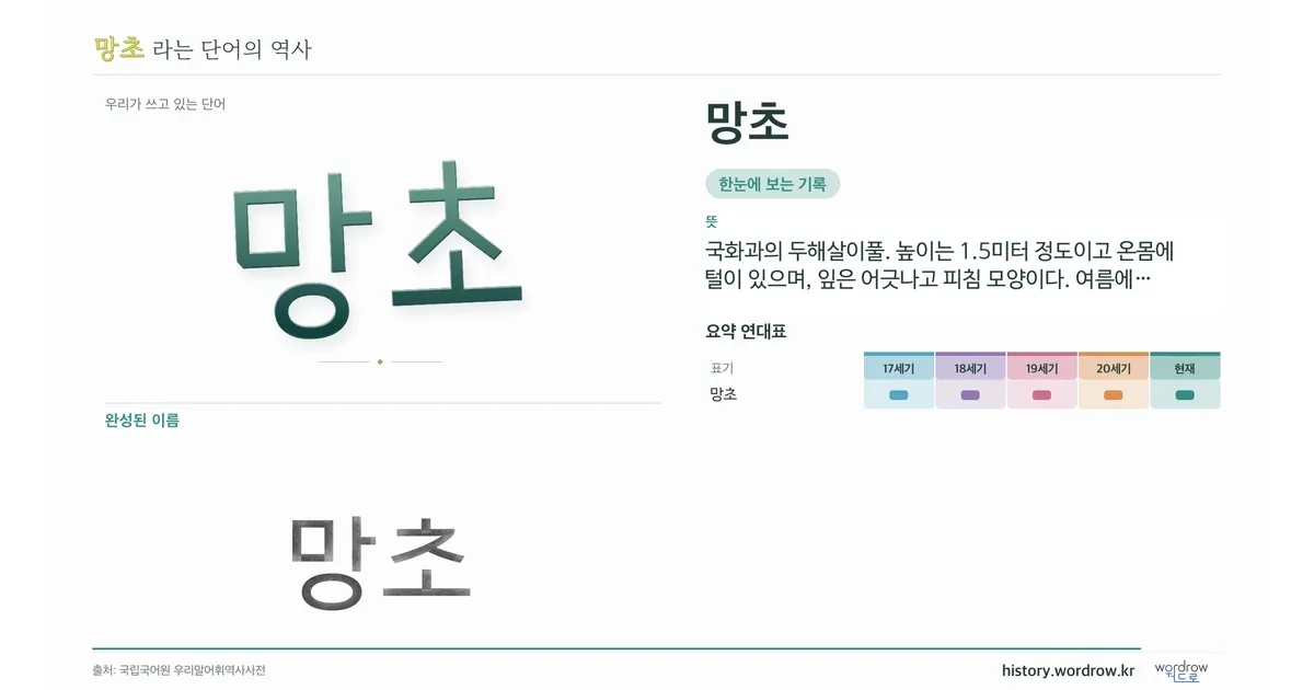 망초 대표 이미지