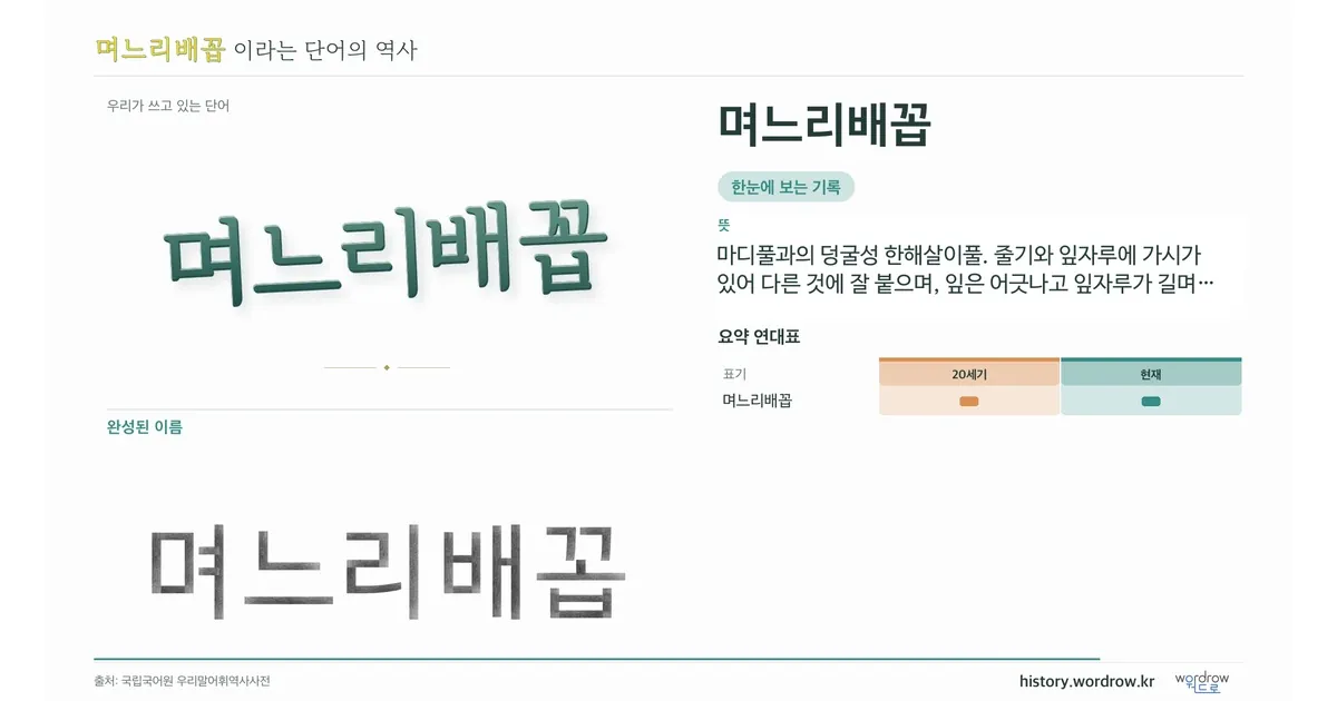며느리배꼽 대표 이미지