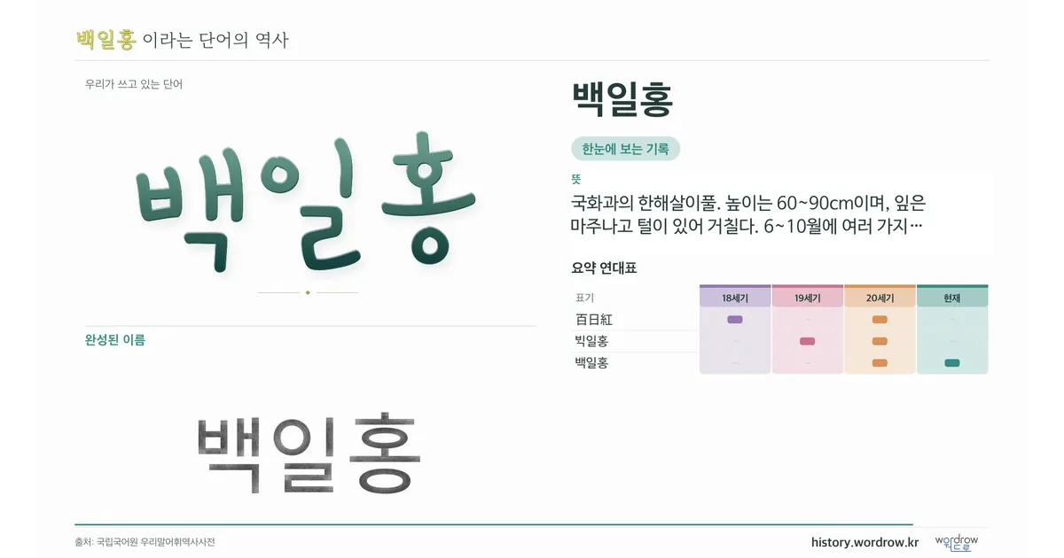 백일홍 대표 이미지