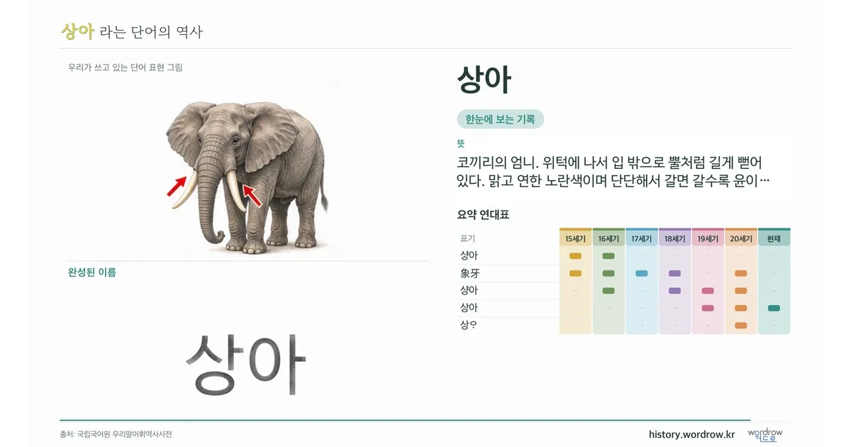 상아 대표 이미지