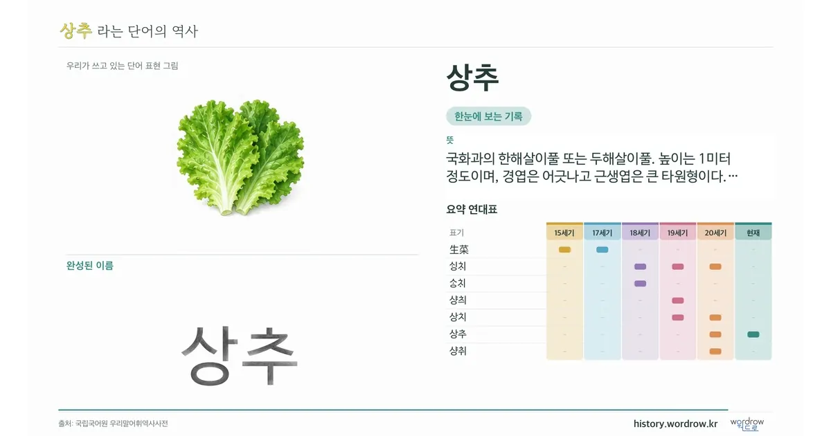 상추 대표 이미지
