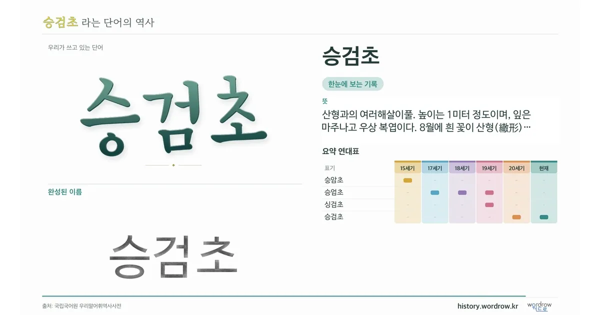 승검초 대표 이미지