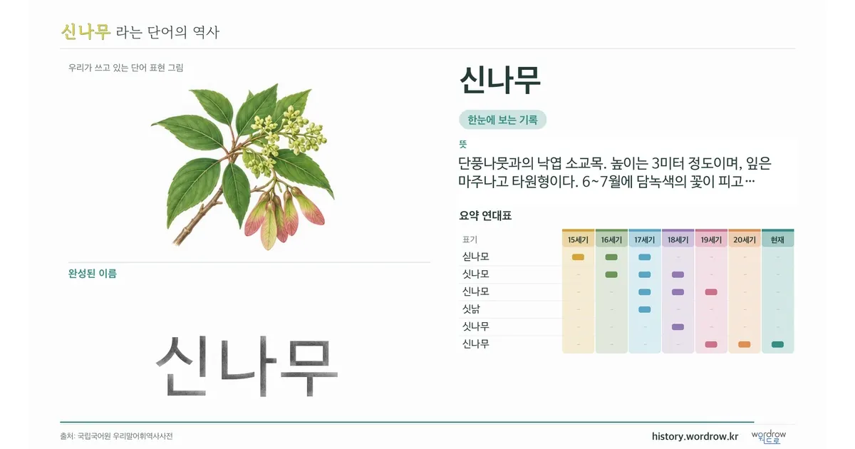 신나무 대표 이미지