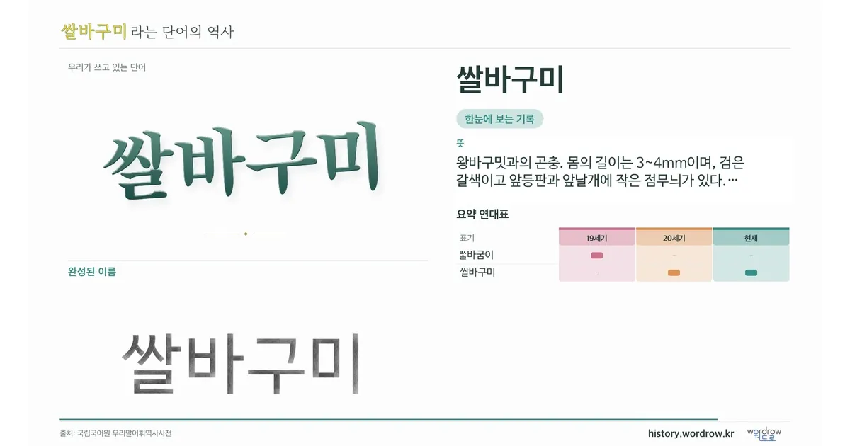 쌀바구미 대표 이미지