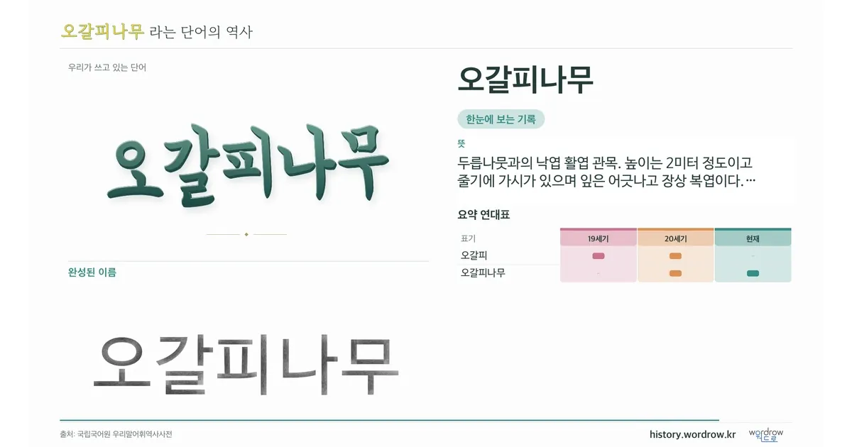 오갈피나무 대표 이미지