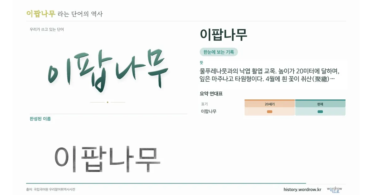 이팝나무 대표 이미지