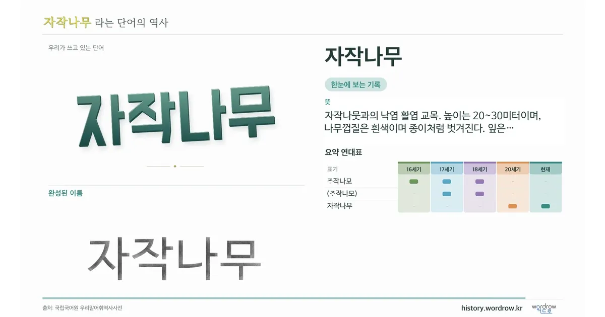 자작나무 대표 이미지