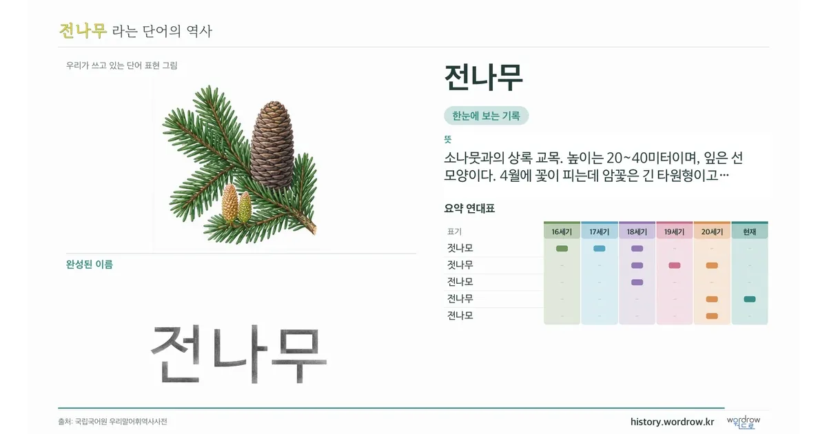 전나무 대표 이미지