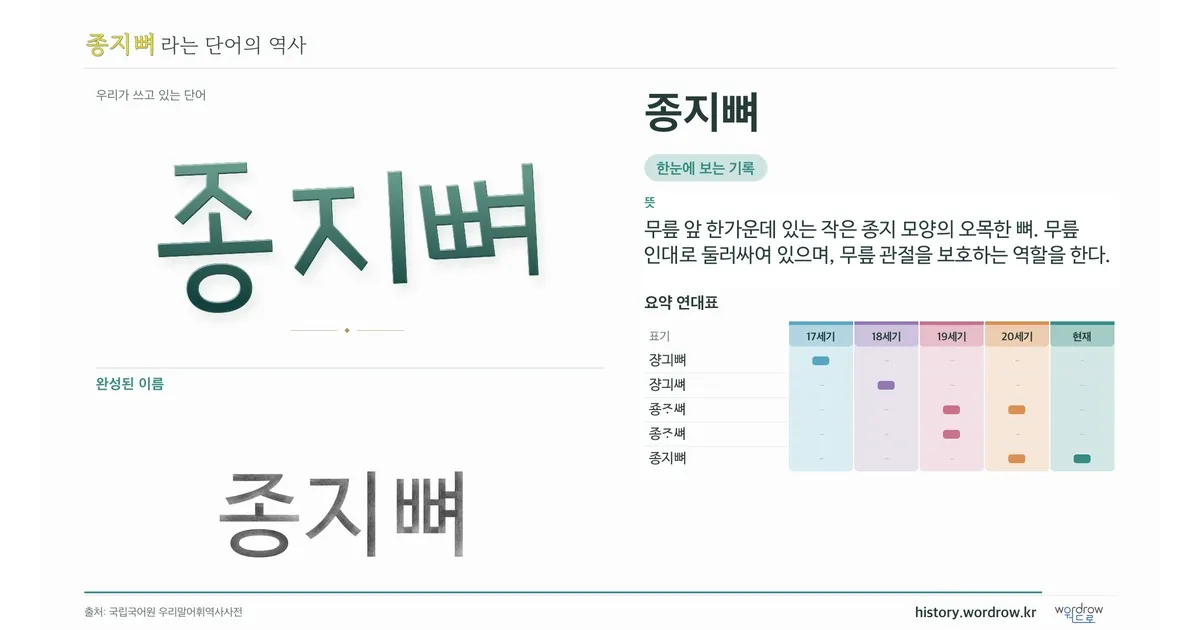 종지뼈 대표 이미지