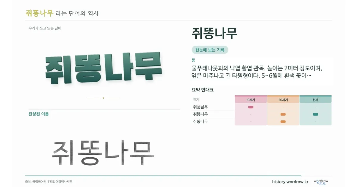 쥐똥나무 대표 이미지