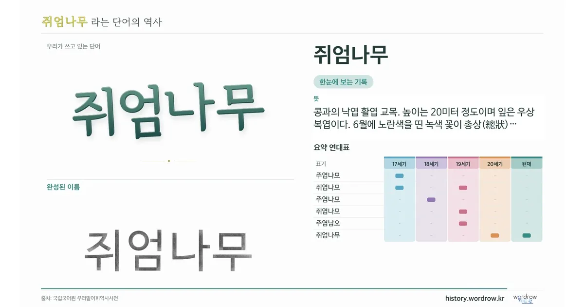 쥐엄나무 대표 이미지