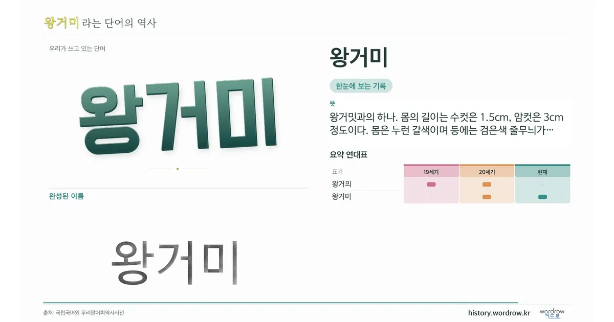 왕거미 대표 이미지