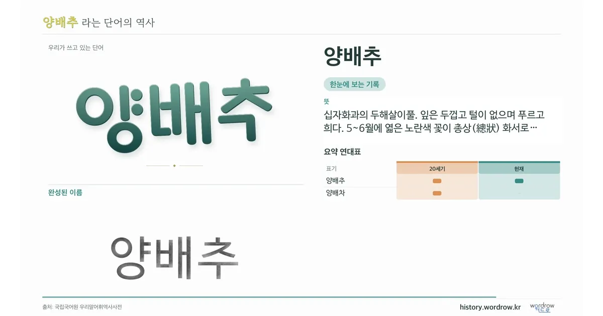 양배추 대표 이미지