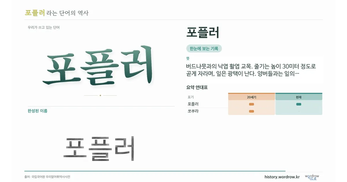 포플러 대표 이미지
