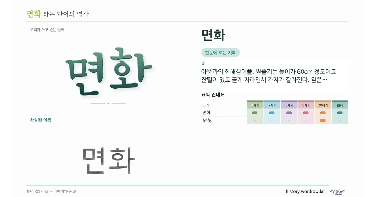면화 대표 이미지