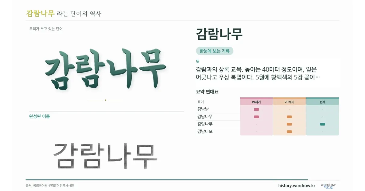감람나무 대표 이미지