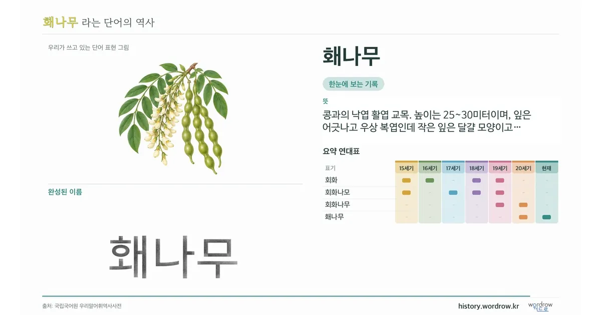 홰나무 대표 이미지