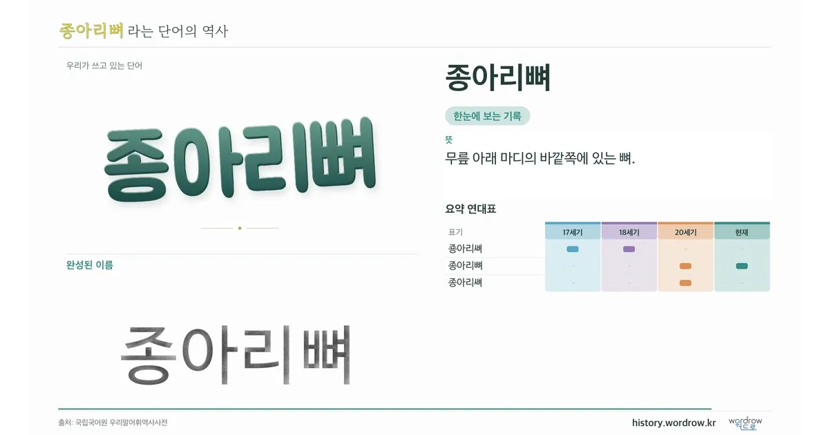 종아리뼈 대표 이미지