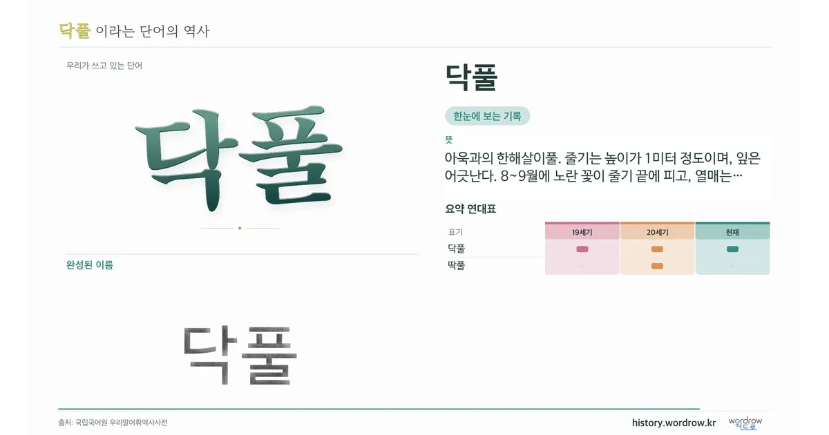 닥풀 대표 이미지