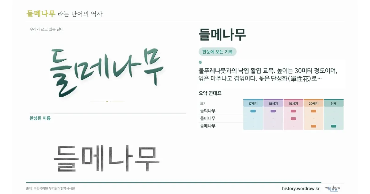 들메나무 대표 이미지